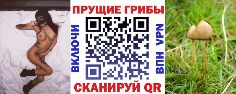blacksprut ССЫЛКА  где найти наркотики  Шимановск  Псилоцибиновые грибы GOLDEN TEACHER 